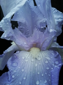 Blue iris after rain