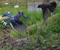 Blue Jay vs Robin