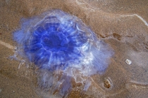Blue jellyfish Scotland