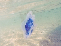 Blue Jellyfish Scotland  x