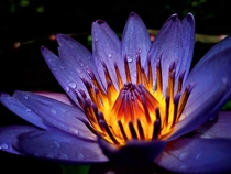 Blue Lotus also known as Egyptian Lotus Nymphaea Caerulea 