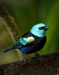 Blue-necked Tanager 