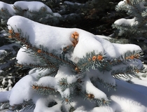 Blue Spruce bough - Picea pungens 