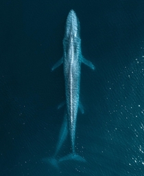 Blue Whale mother and calf