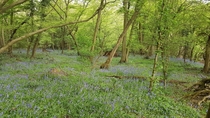Bluebell Forest Kent England 