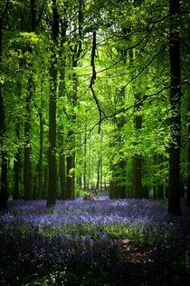 Bluebell Wood Dunstable UK 