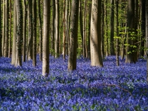 Bluebell Wood - Hallerbos Belgium 