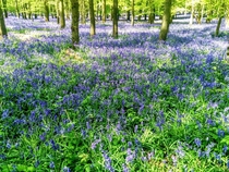 Bluebell Woods at Ivinghoe United Kingdom 