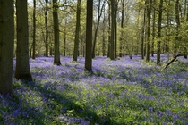 Bluebell woods - Oxfordshire England 