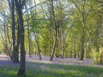 Bluebells amongst the trees Canterbury Kent England  