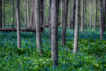 Bluebells at Poland Woods Poland Ohio - United States  x