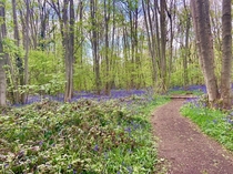 Bluebells in Everdon Northamptonshire 