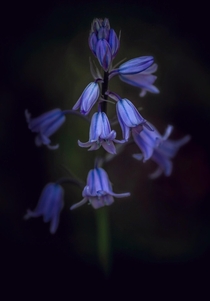 Bluebells in shadow Hyacinthoides non-scripta 