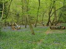 Bluebells surrounded by green in Leith Hill Surrey Hills United Kingdom 