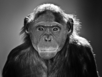 Bonobo Pan paniscus portrait Graham McGeorge 