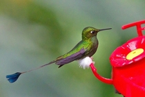 Booted Racket-Tail Hummingbird 