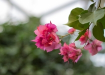 Bougainvillea from October  in a botanical garden 