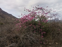 Bouganvillea growing wild on the dry forests of Mayascon Peru