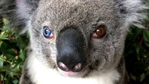 Bowie the koala has one bright blue eye and one brown an extremely rare condition is known as heterochromia 