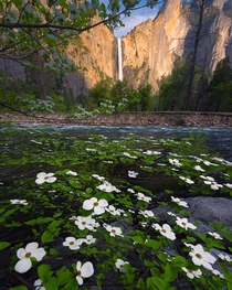 Bridal Veil Falls and some white flowers Yosemite National Park CA 