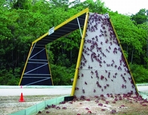 bridge made for local crab population x-post from rpics 