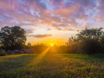 Brilliant Sunrise with rays of light hitting wildflowers this morning from my backyard in Redding California 