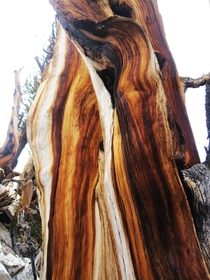 Bristlecone Pine - tree trunk of beautiful color variations these trees are the oldest in the world at about  years 