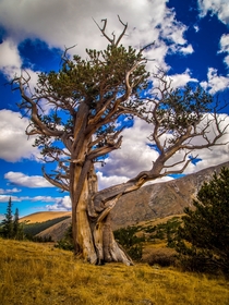 Bristlecone Pines can live for thousands of years and are among the oldest trees on earth Mt Evans Wilderness CO 