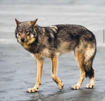 British Columbian Wolf