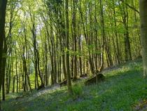 British forests in spring Cadora woods Monmouthshire Wales 