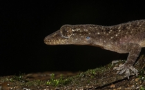 Brooks House Gecko - Hemidactylus brookii 
