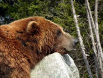 Brown Bear Ursus arctos resting on a rock 