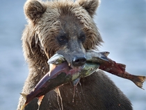 Brown bear with a nice salmon catch 