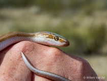 Brown House Snake Boaedon capensis from Montagu South Africa Harmless