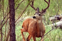 Buck in Zion National Park 