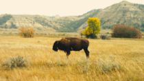 Buffalo chilling in a field 