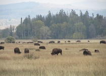 Buffalo grazing Grand Tetons National Park WY USA OC 