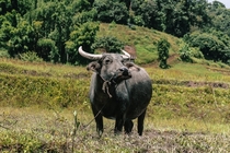 Buffalo posing for a portrait in Thailand 