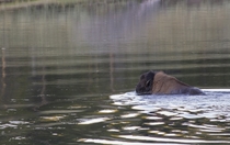 Buffalo Swimming at Yellowstone Natl Park OC 