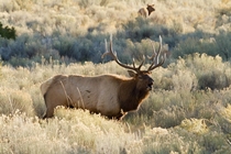 Bugling Bull Elk 