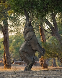 Bull elephant carefully balancing to reach food high above in Zimbabwe 