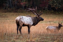 Bull Elk Cataloochee Valley Great Smoky Mountains of North Carolina 