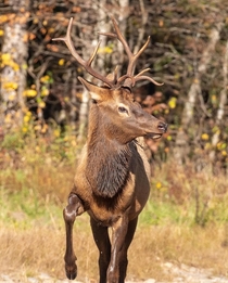 Bull Elk North Carolina