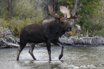 Bull Moose in the Tetons Wyoming