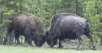 Bulls on parade Yellowstone 
