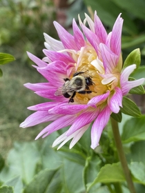 Bumble bee on my dahlia 