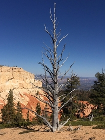 Burnt remains of a  year old Bristle Cone Pine Tree at the top of Bryce Canyon 