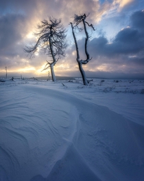 Burnt trees in a magical snow covered landscape High Fens Belgium 
