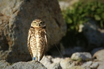 Burrowing Owl Athene cunicularia with bands and a radio tracking collar SE Farallon Island CA 