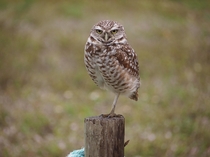 Burrowing Owl Keeping Watch In Florida 